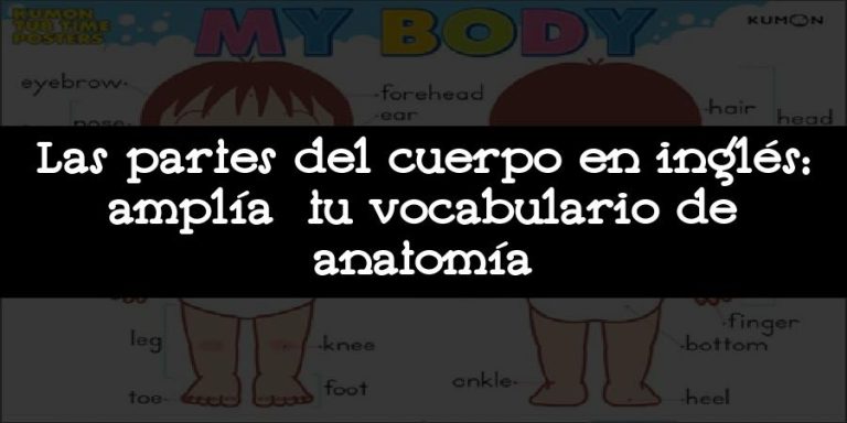 Las Partes Del Cuerpo En Inglés Amplía Tu Vocabulario De Anatomía 2024 3264